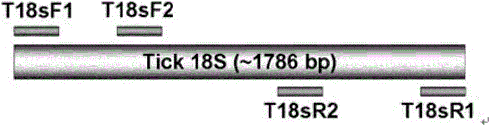 Tick nest type PCR (Polymerase Chain Reaction) specific primer and tick nest type PCR identification method