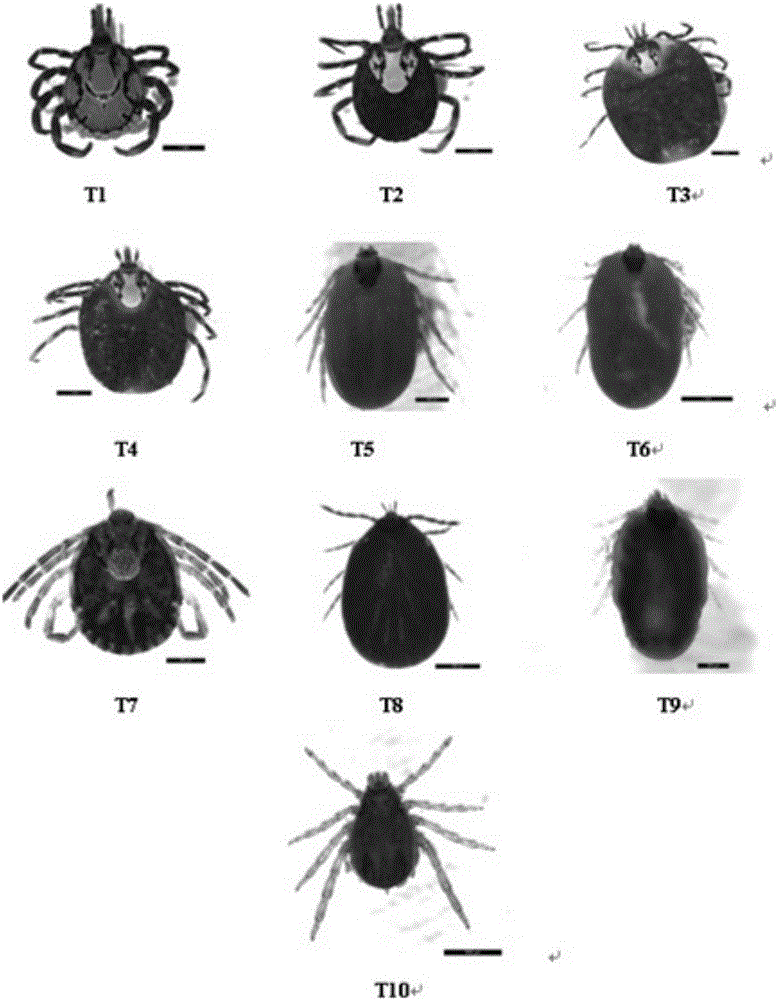 Tick nest type PCR (Polymerase Chain Reaction) specific primer and tick nest type PCR identification method