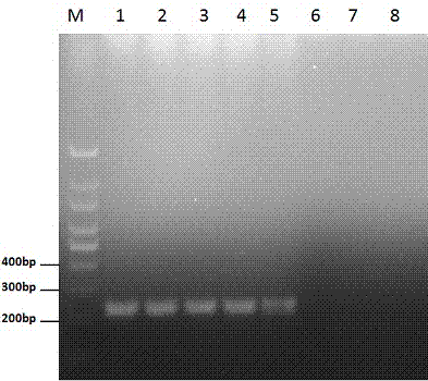 Real-time quantitative LAMP (Loop-Mediated Isothermal Amplification) primer, kit and method for detecting arcanobacterium