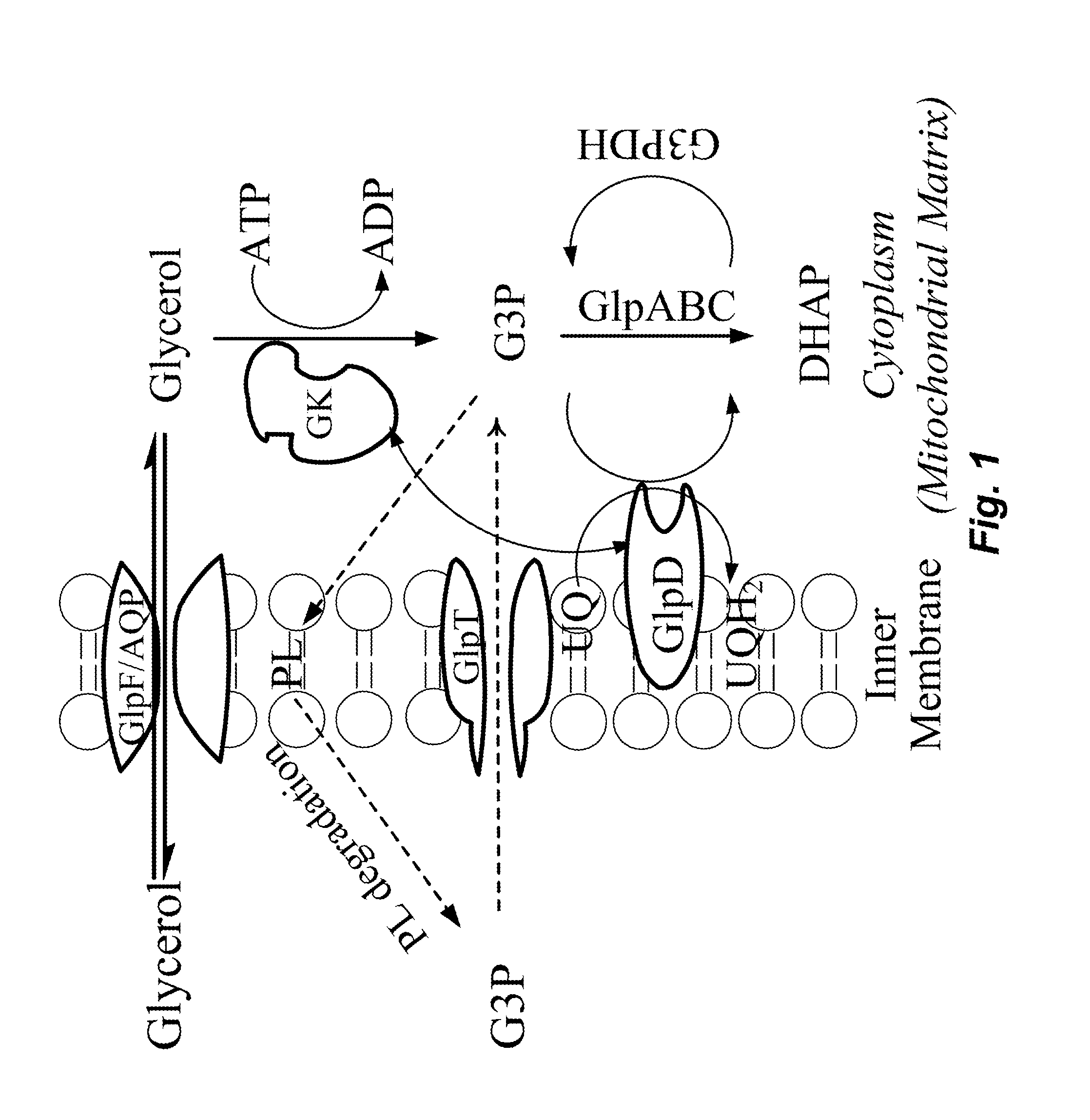 Engineering of multi-carbon substrate utilization pathways in methanotrophic bacteria