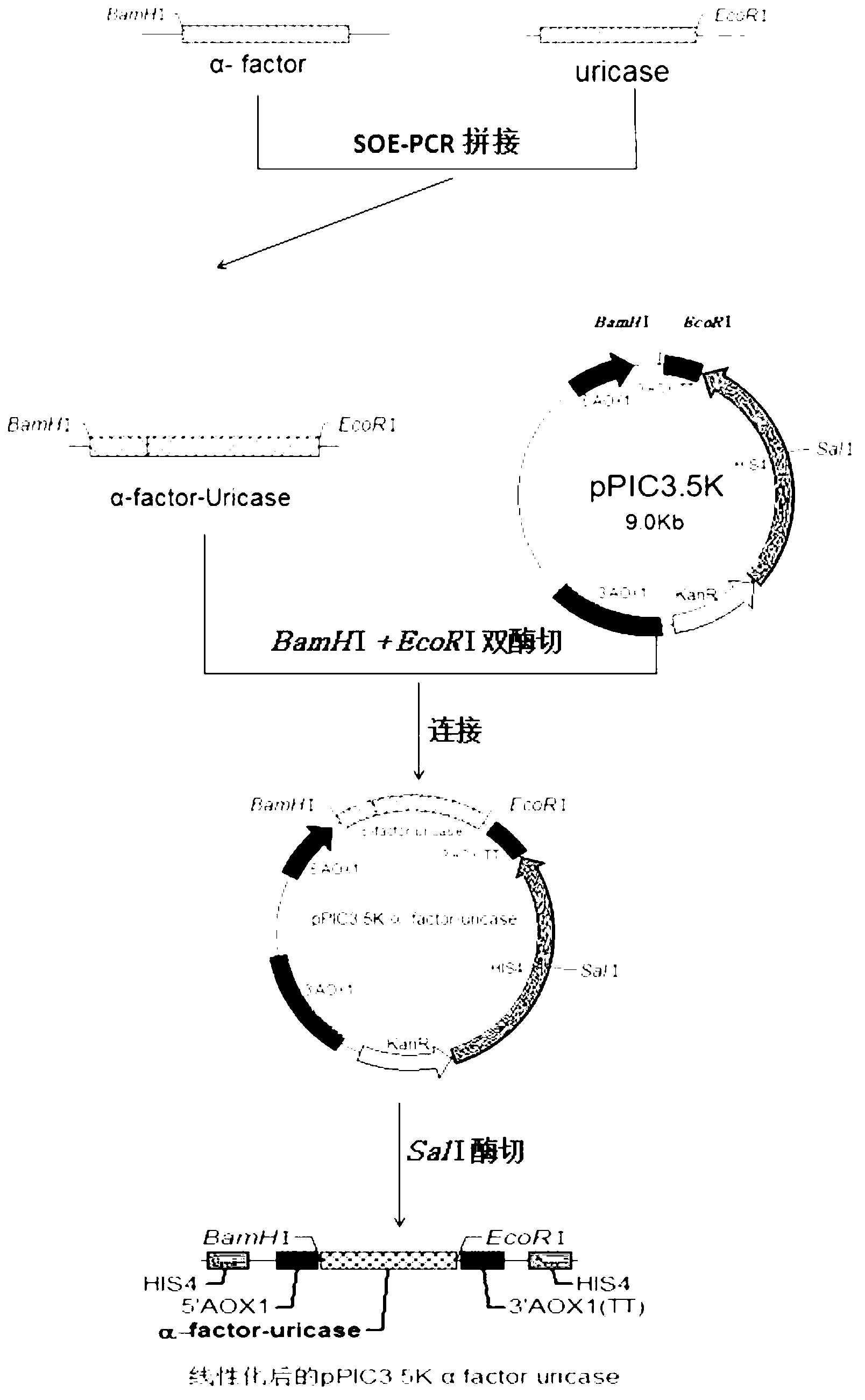 High-efficiency expression and purification method of aspergillus flavus uricase in Pichia pastoris