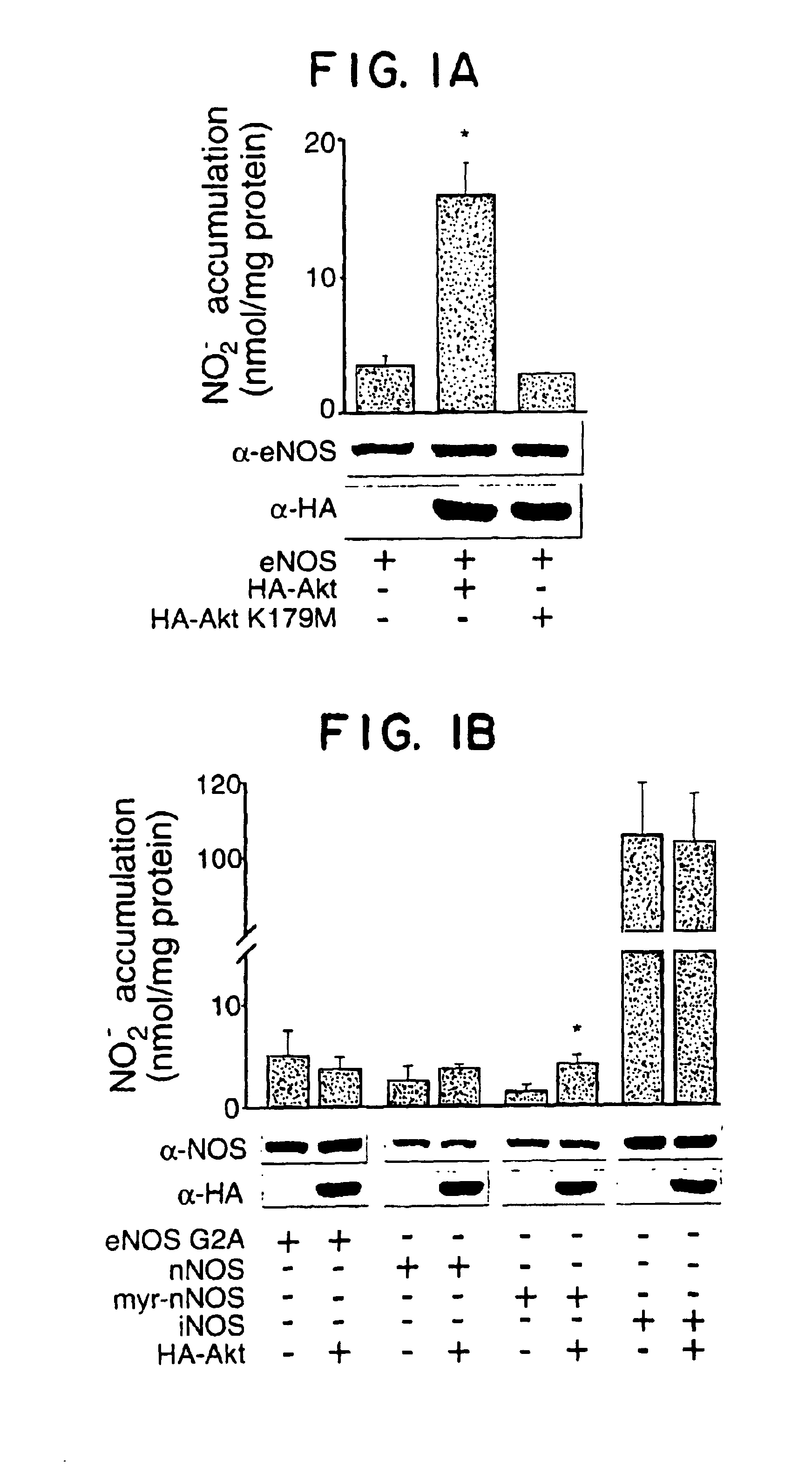 eNOS mutations useful for gene therapy and therapeutic screening