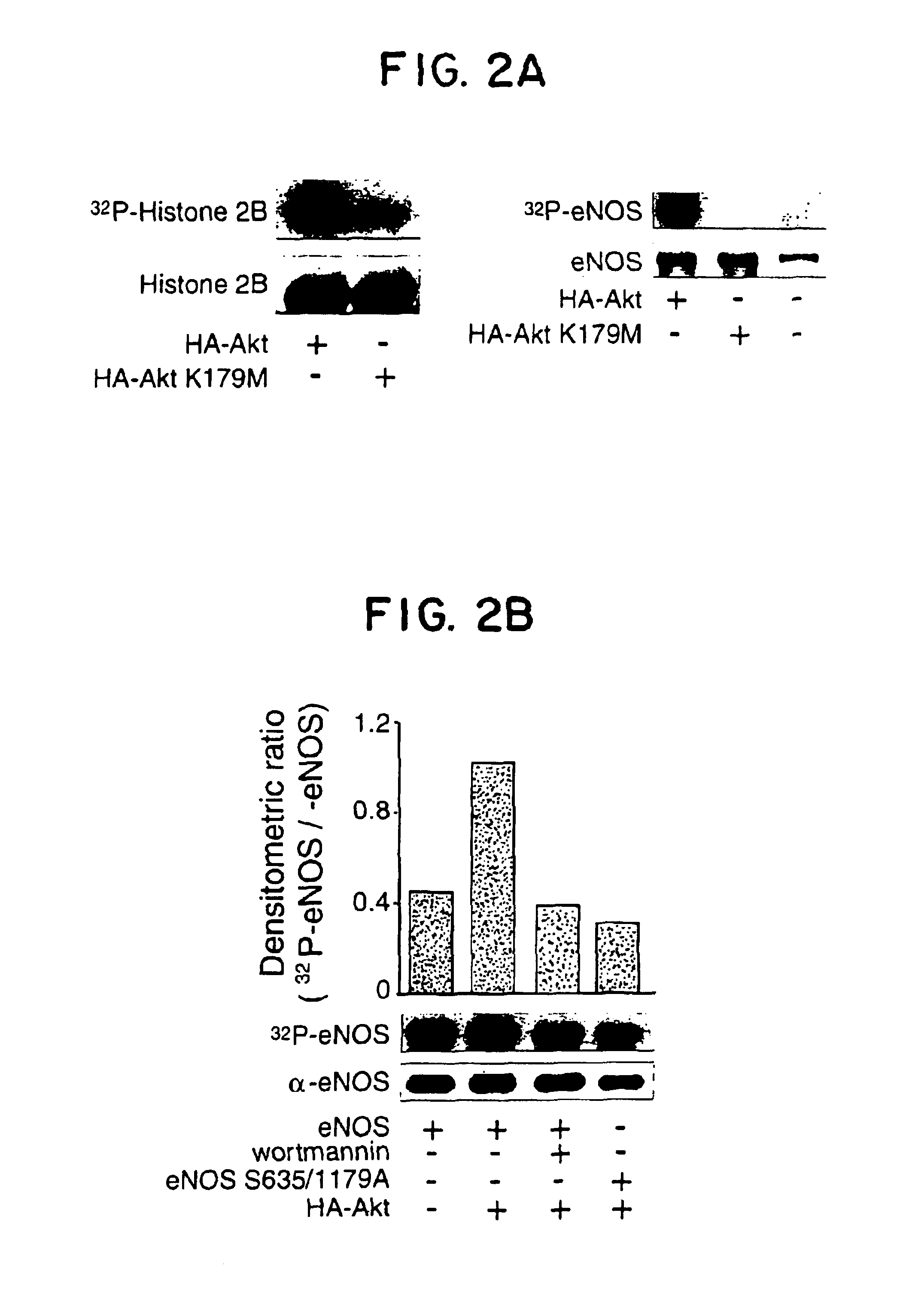 eNOS mutations useful for gene therapy and therapeutic screening