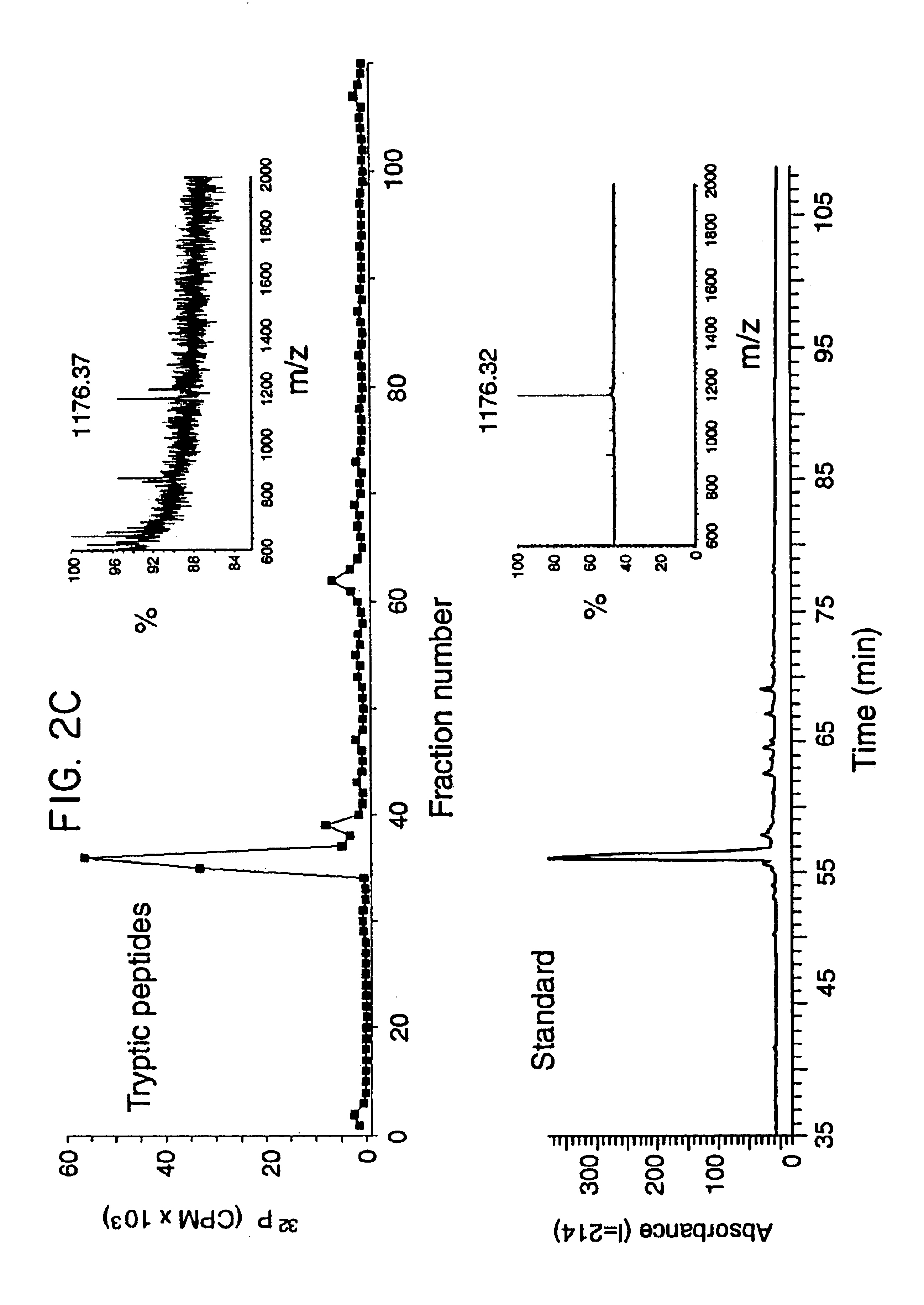 eNOS mutations useful for gene therapy and therapeutic screening