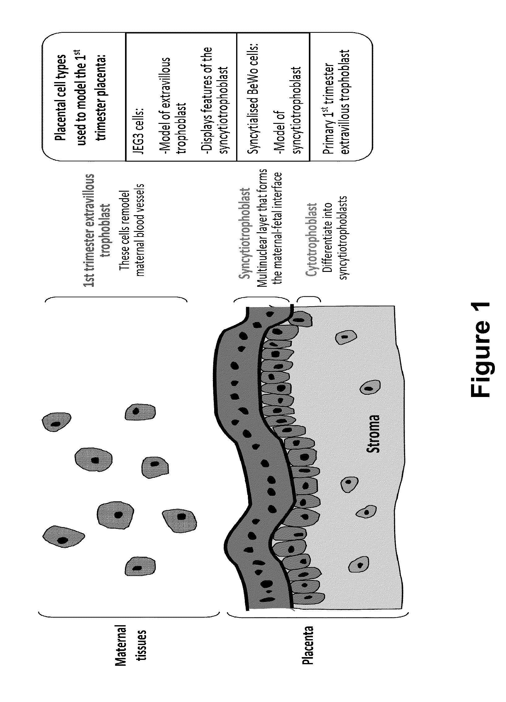 Ectopic pregnancy treatment