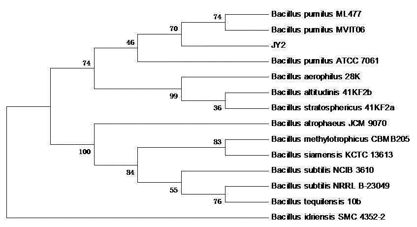 Bacillus pumilus JY2 and applications thereof