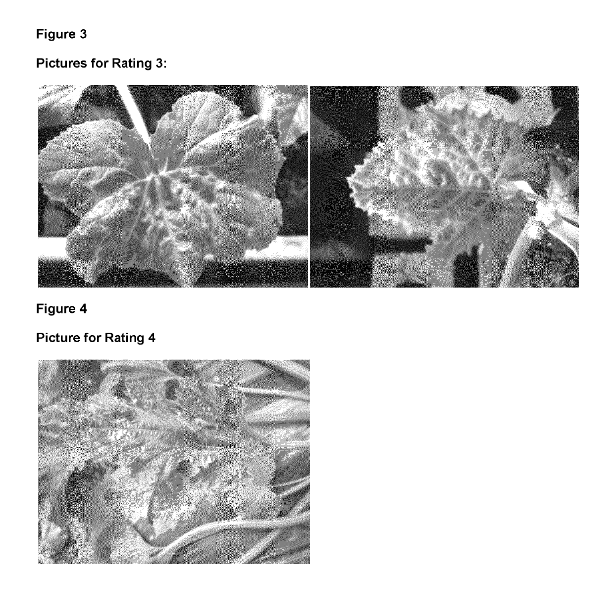 <i>Cucurbita </i>plant resistant to potyvirus