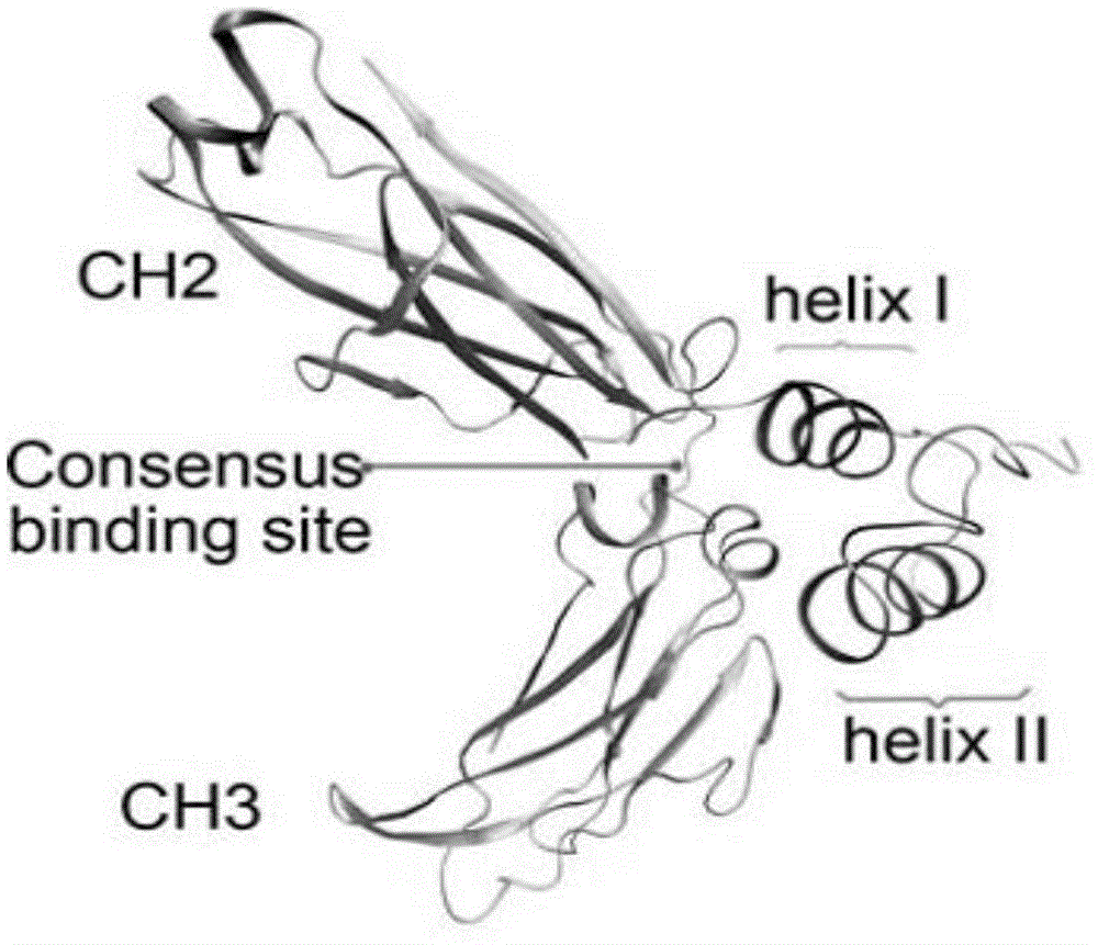 Novel affinity ligand polypeptide library of immunoglobulin G constructed based on protein A affinity model and application of design method