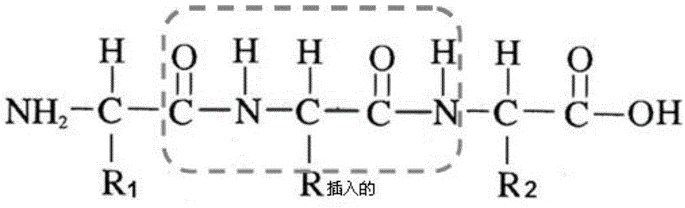 Novel affinity ligand polypeptide library of immunoglobulin G constructed based on protein A affinity model and application of design method