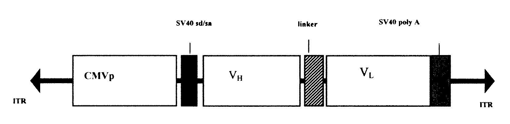 Antibody Gene Transfer and Recombinant AAV Therefor