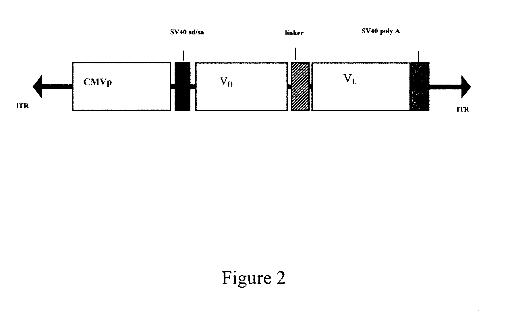 Antibody Gene Transfer and Recombinant AAV Therefor