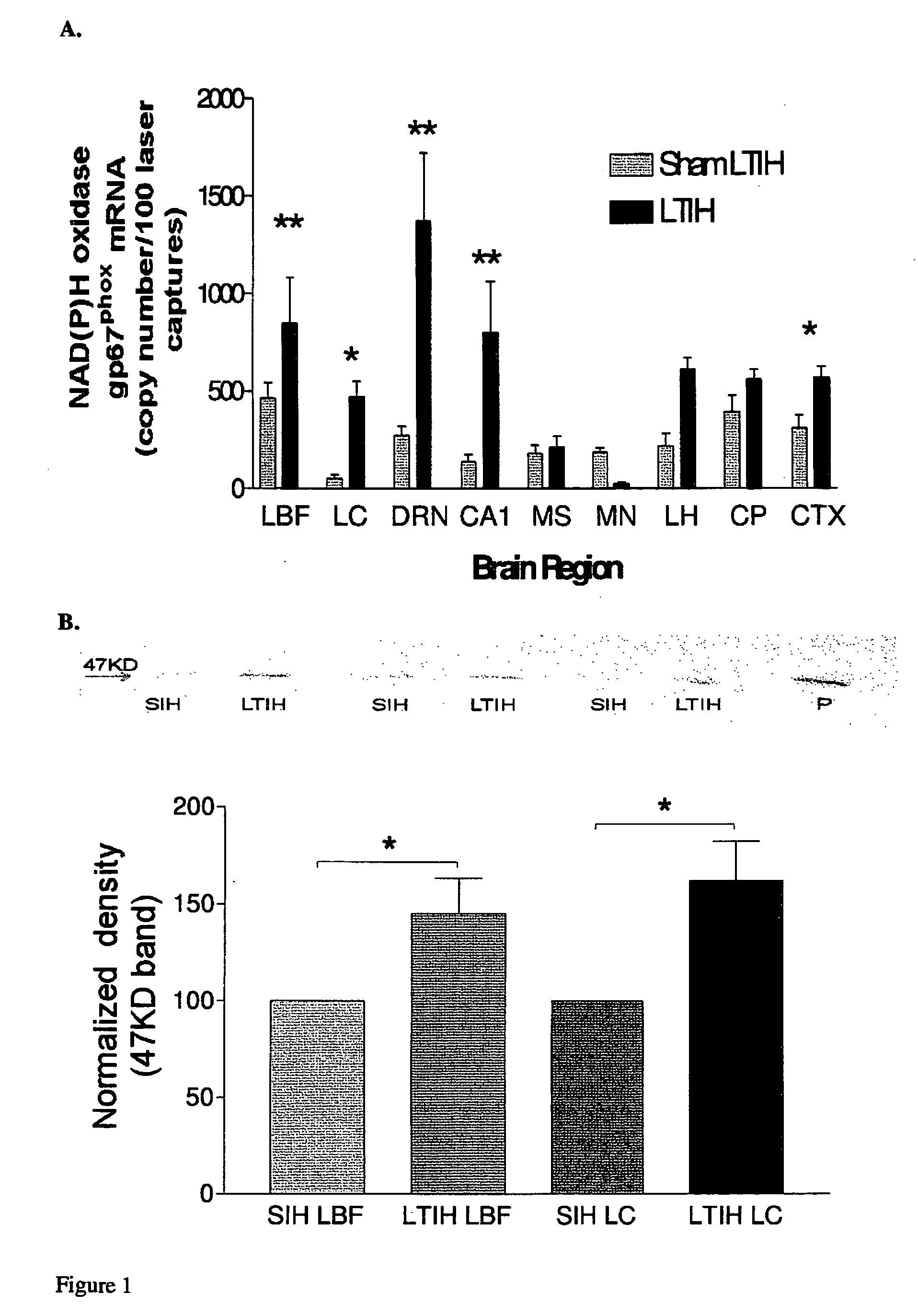 NADPH oxidase inhibition pharmacotherapies for Obstructive Sleep Apnea syndrome and its associated morbidities