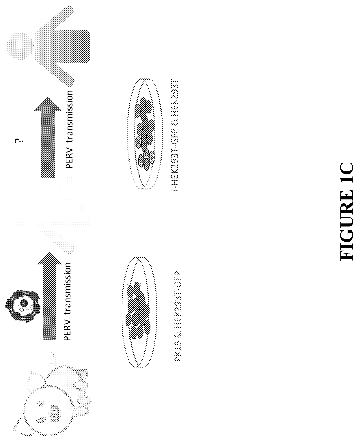 Methods for generating genetically modified animals