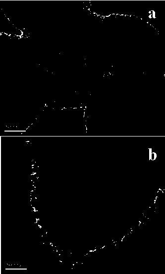 Mesoporous silicon material as well as preparation method and application thereof