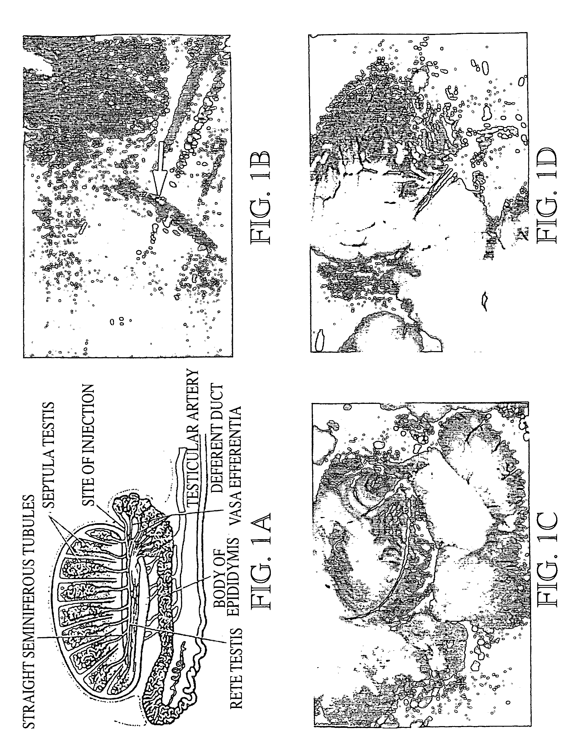 Genetic modification of male germ cells for generation of transgenic species and genetic therapies