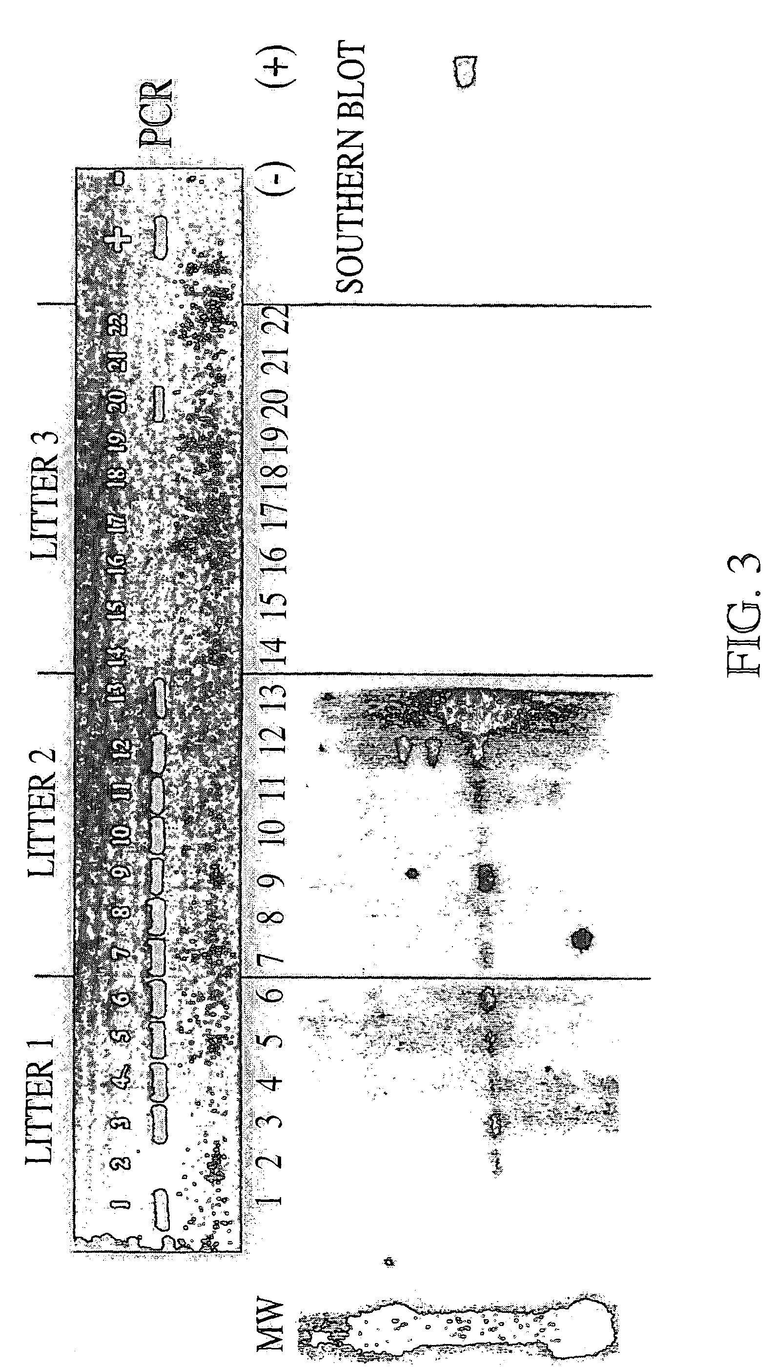 Genetic modification of male germ cells for generation of transgenic species and genetic therapies