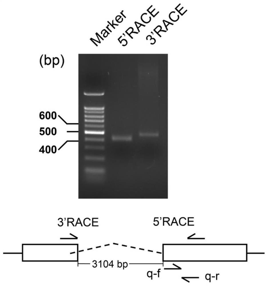 Long-chain non-coding RNA (Ribonucleic Acid) for inhibiting J subtype avian leukosis virus as well as vector and application thereof