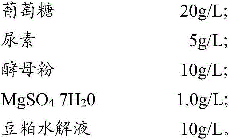 Strain for producing L-leucine and method for producing L-leucine