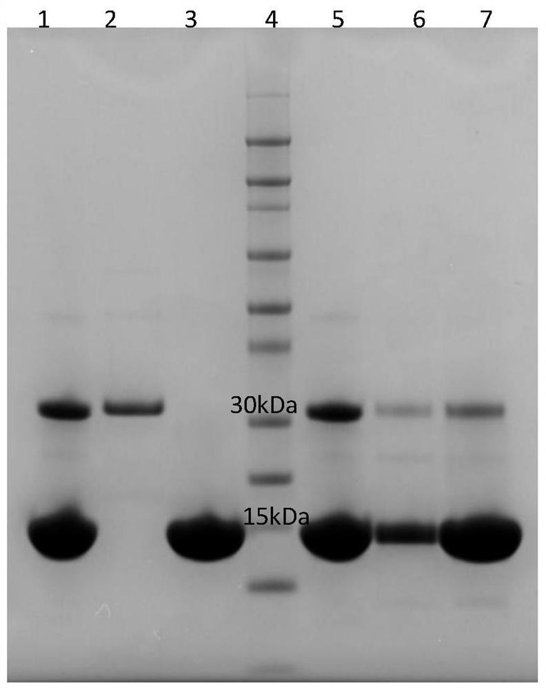 Washing buffer and method for purifying bovine hemoglobin using the washing buffer