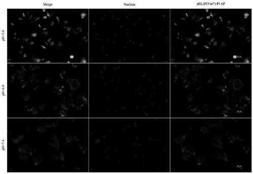 Molecular structure and synthesis method of new triple negative breast cancer drug