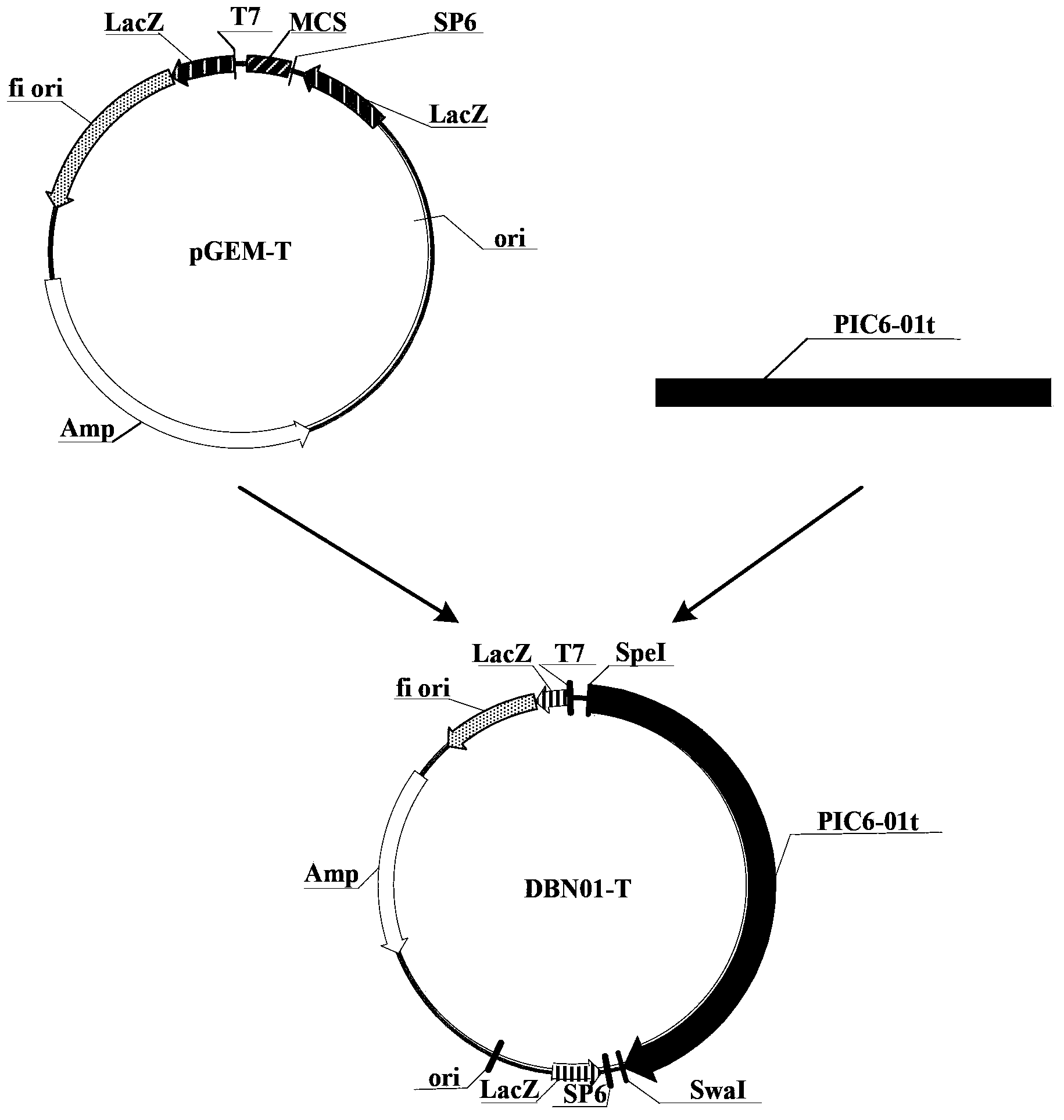 Insecticidal protein and coding gene and application thereof