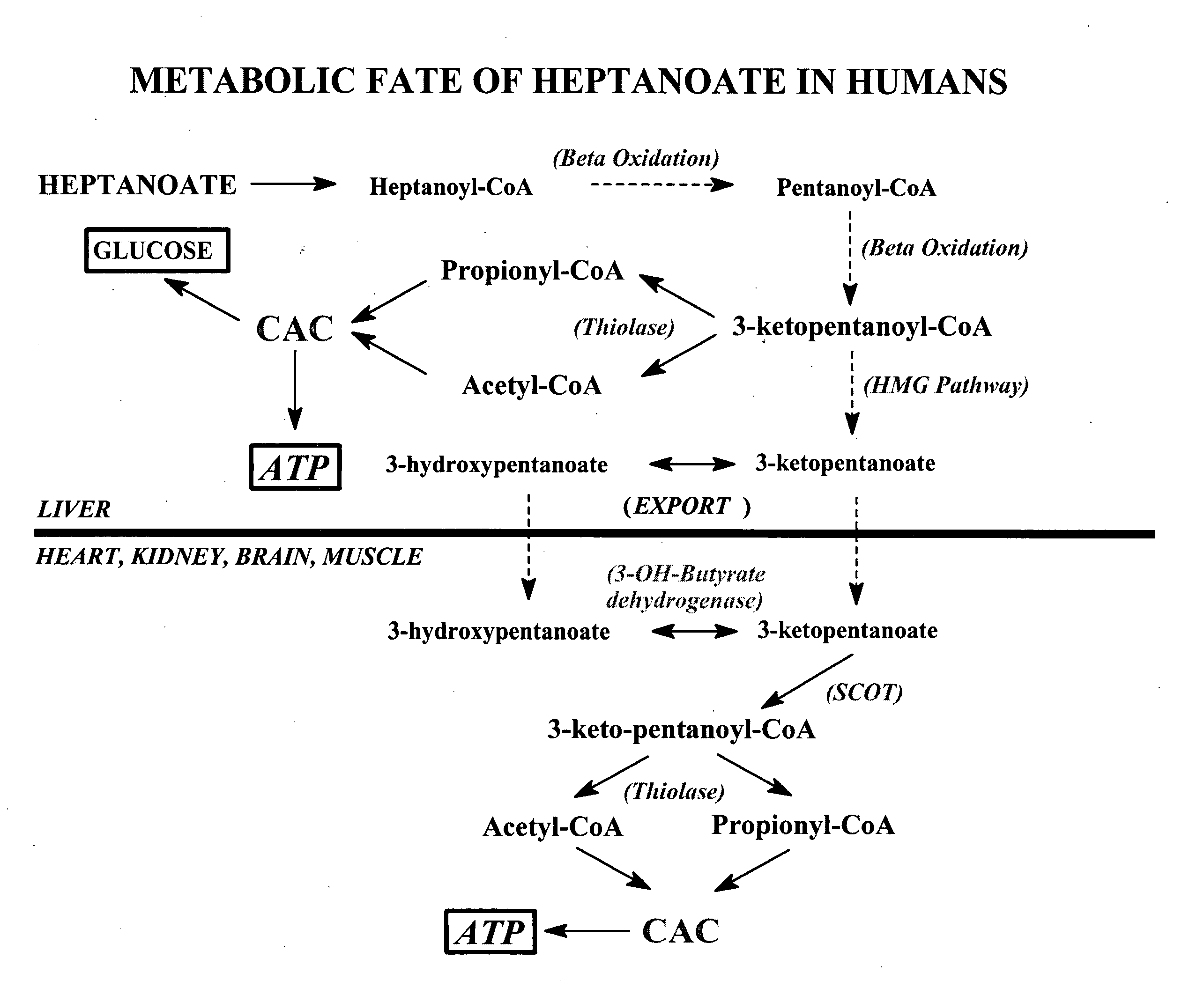 Glycogen or polysaccharide storage disease treatment method