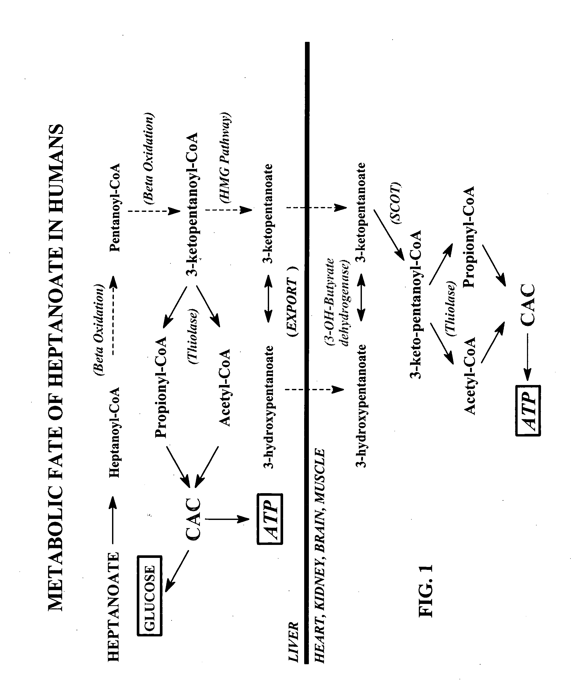 Glycogen or polysaccharide storage disease treatment method