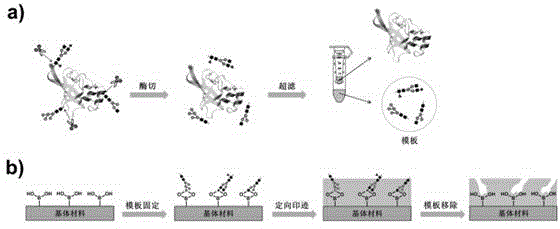 Lectin simulant preparation method and application based on molecular imprinting technique