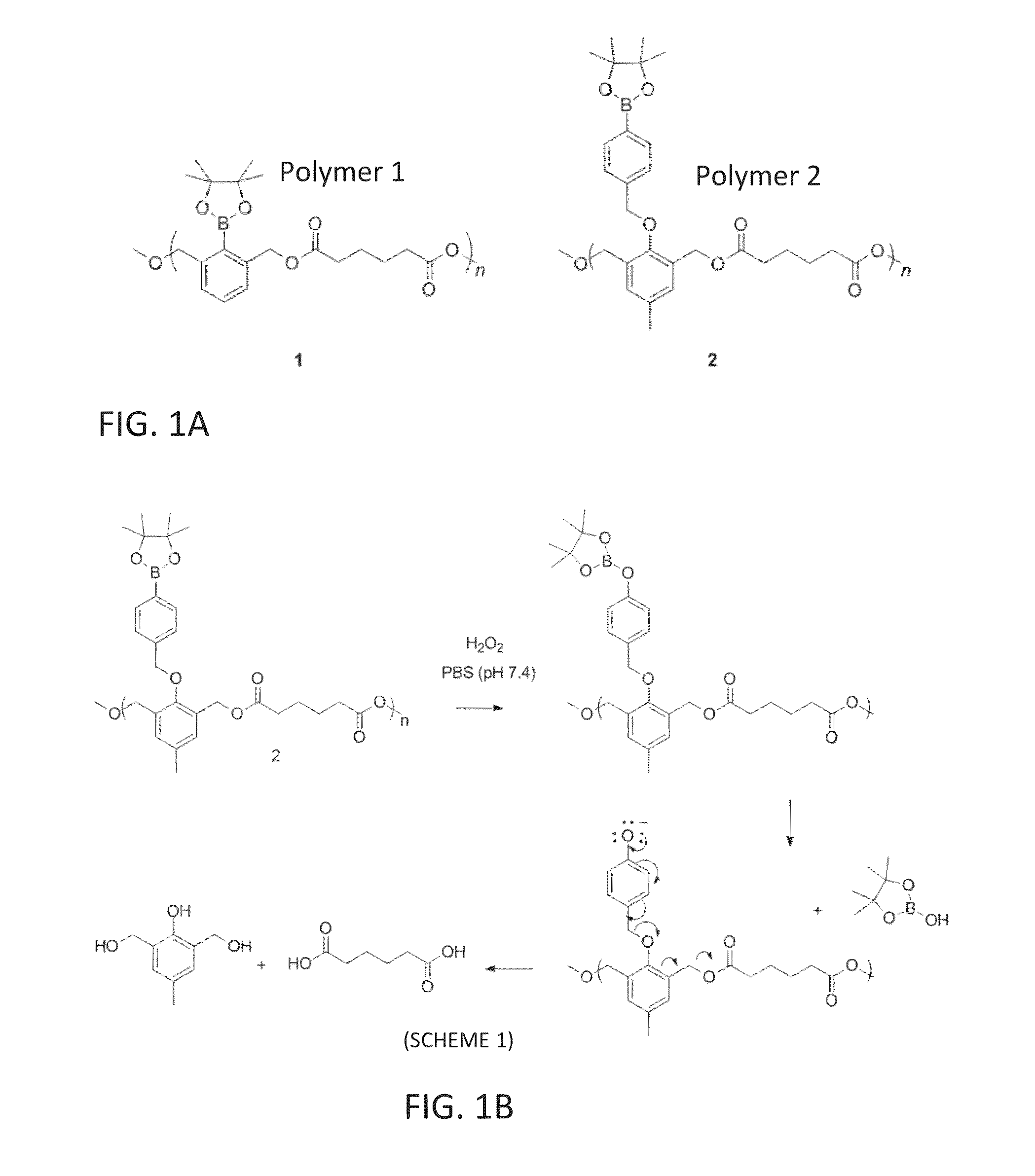 Biocompatible polymeric nanoparticles degrade and release cargo in response to biologically relevant levels of hydrogen peroxide