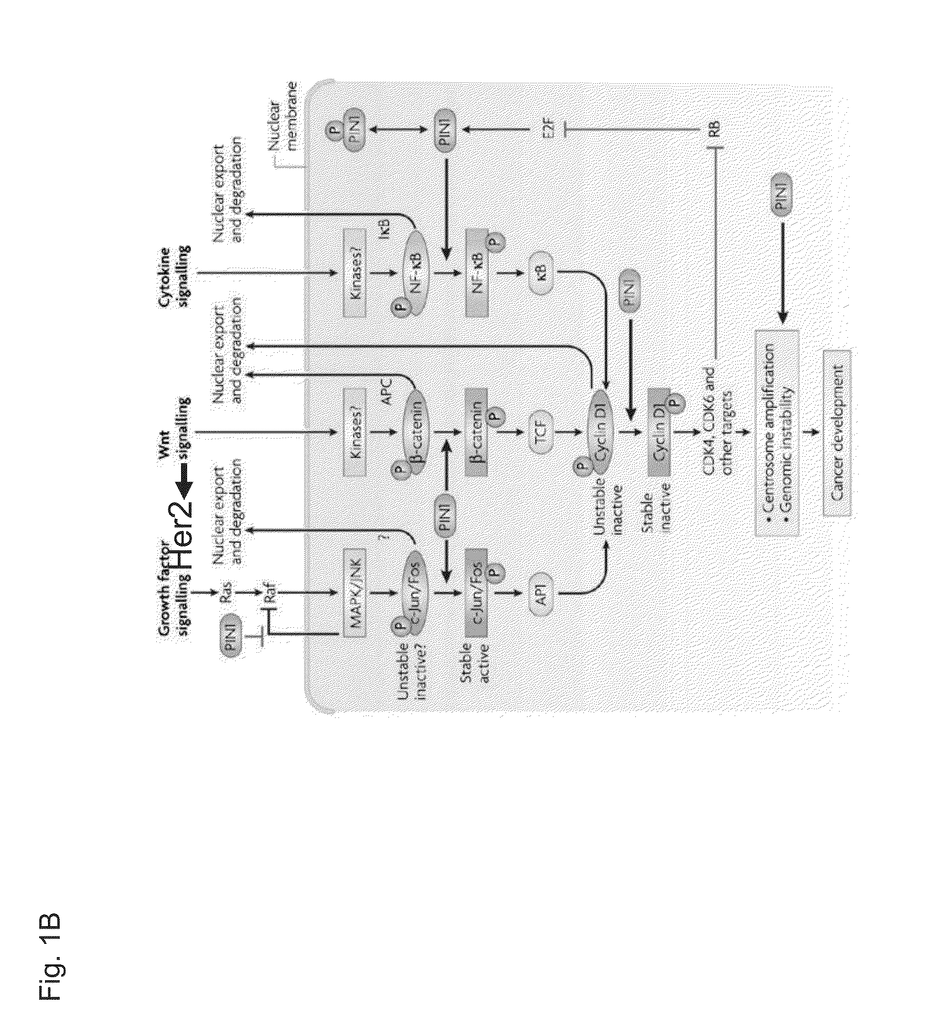 Methods and compositions for the treatment of proliferative disorders