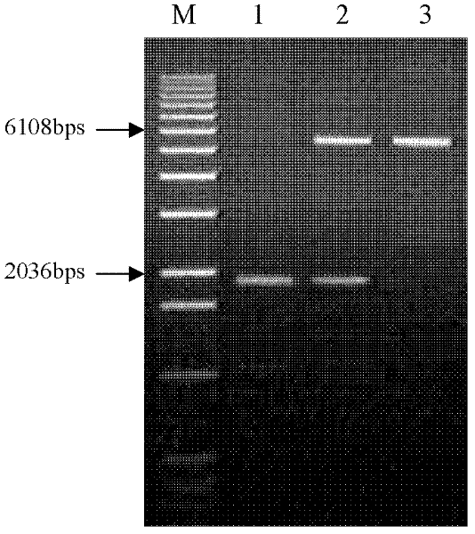 Modified mcry2Ab4 gene and its application