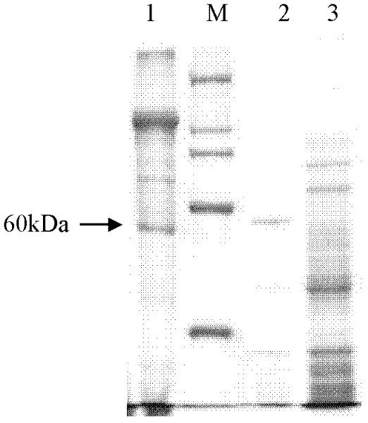 Modified mcry2Ab4 gene and its application