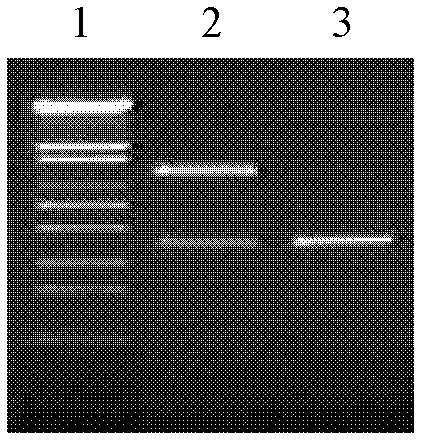 Modified mcry2Ab4 gene and its application