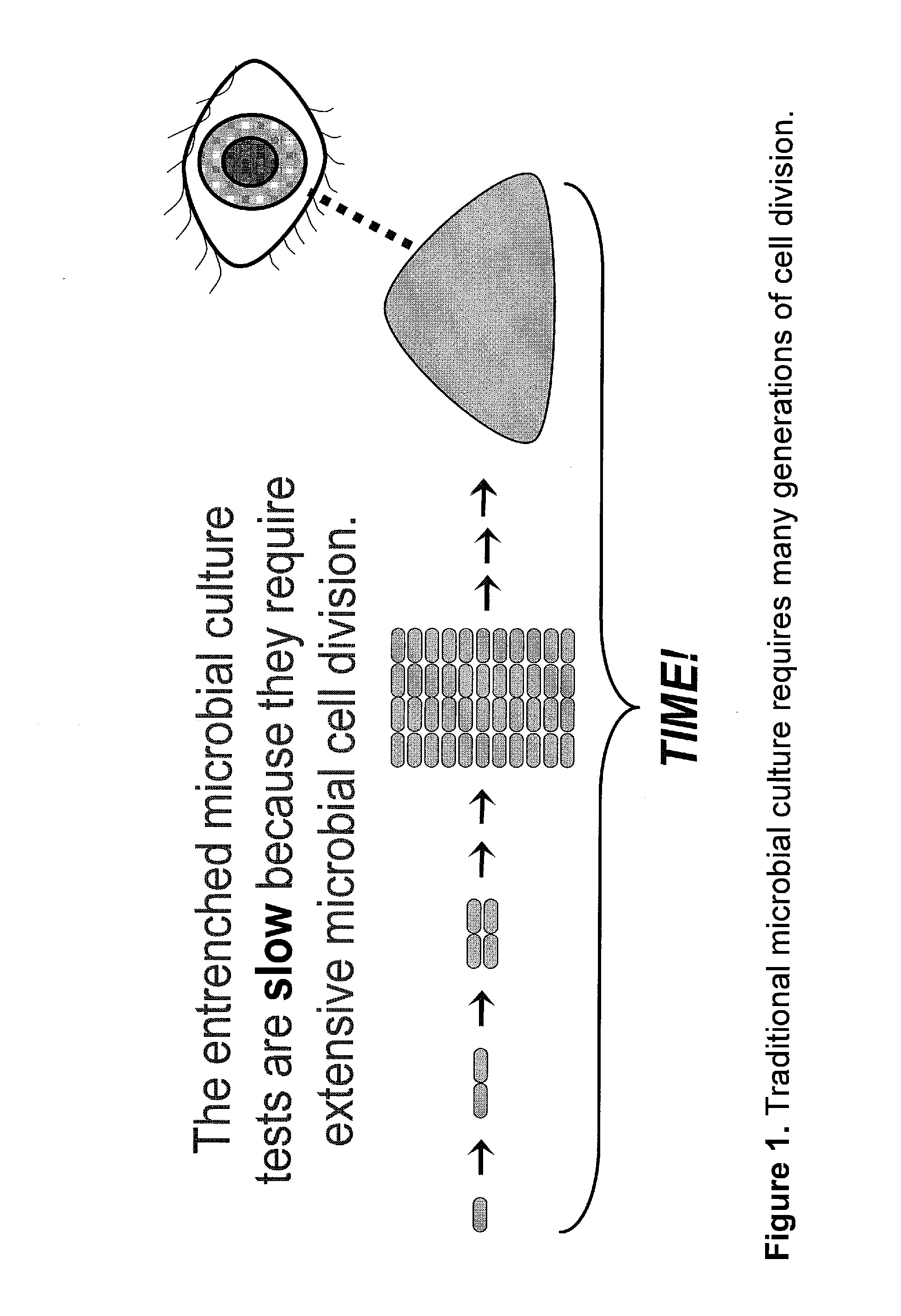 Rapid detection of replicating cells