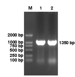 Preparation method of p75NTR-ED-Fc fusion protein and application of p75NTR-ED-Fc fusion protein in regeneration and functional recovery of injured central nerve