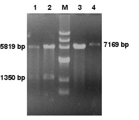 Preparation method of p75NTR-ED-Fc fusion protein and application of p75NTR-ED-Fc fusion protein in regeneration and functional recovery of injured central nerve