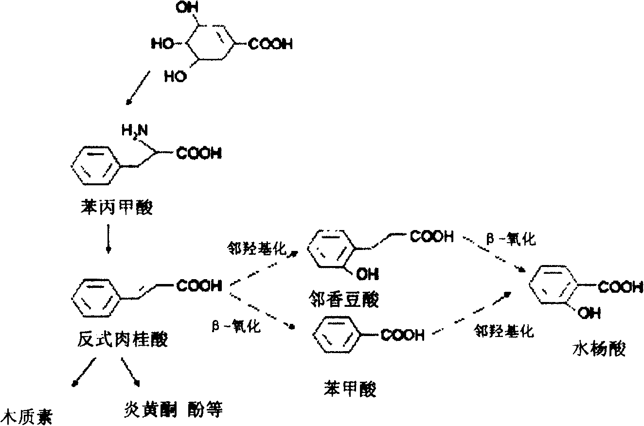 Method for increasing salicylic acid content in plant, and its special carrier