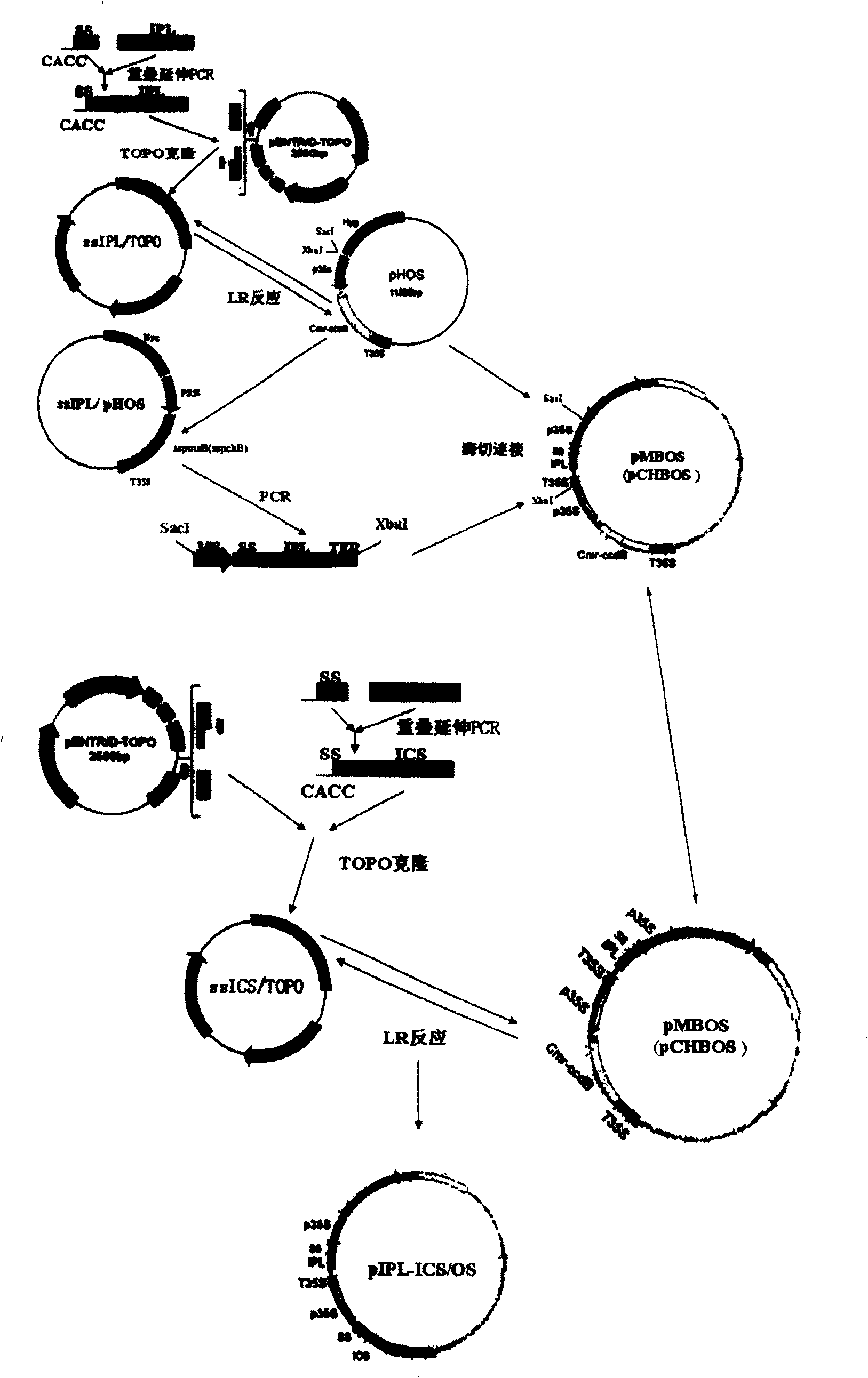 Method for increasing salicylic acid content in plant, and its special carrier