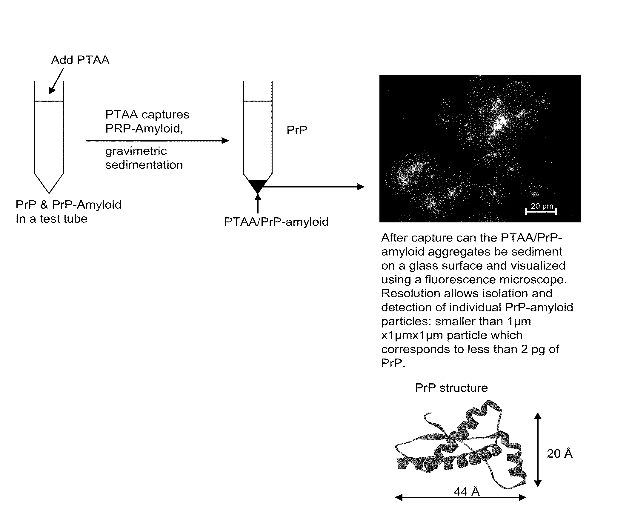 Binding of pathological forms of proteins using conjugated polyelectrolytes