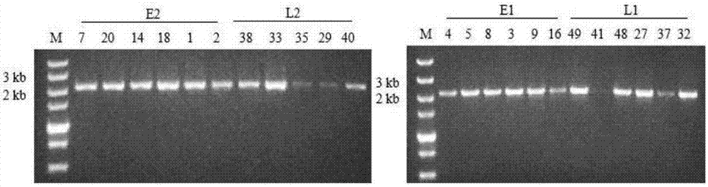 Molecular marker, primer pair and molecular marking method used for identifying flowering time of brassica oleracea and application of molecular marker, primer pair and molecular marking method