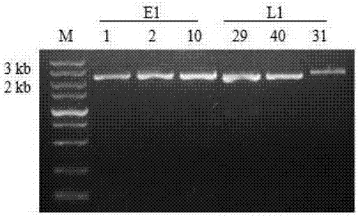 Molecular marker, primer pair and molecular marking method used for identifying flowering time of brassica oleracea and application of molecular marker, primer pair and molecular marking method