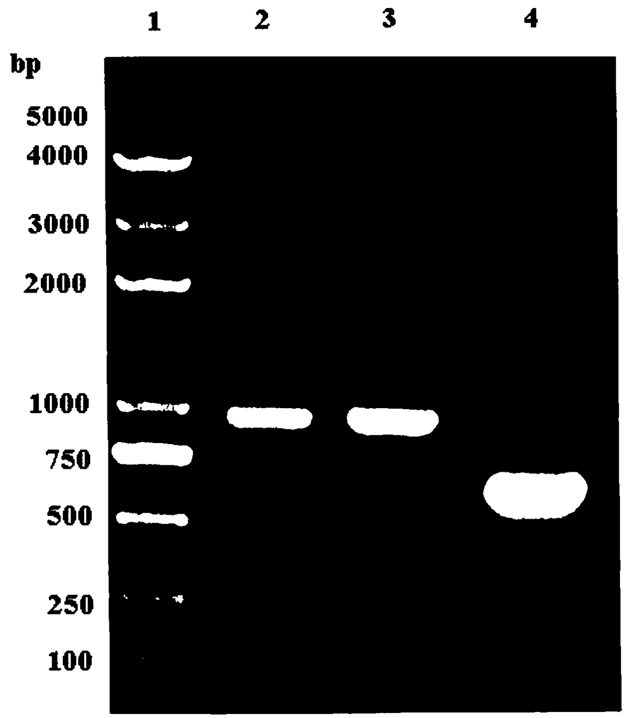 Labidura japonica de haan antimicrobial peptide DEI and application thereof in duck feed