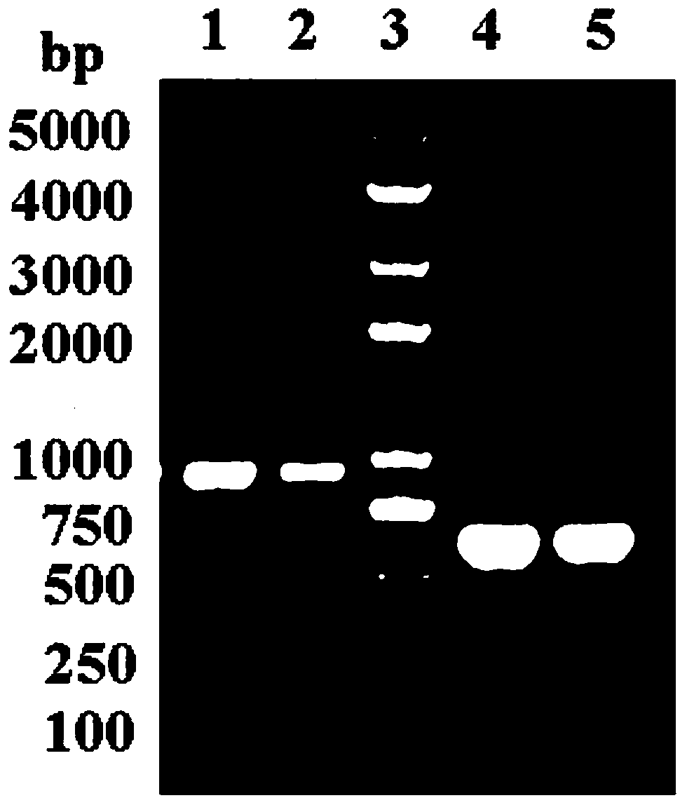 Labidura japonica de haan antimicrobial peptide DEI and application thereof in duck feed