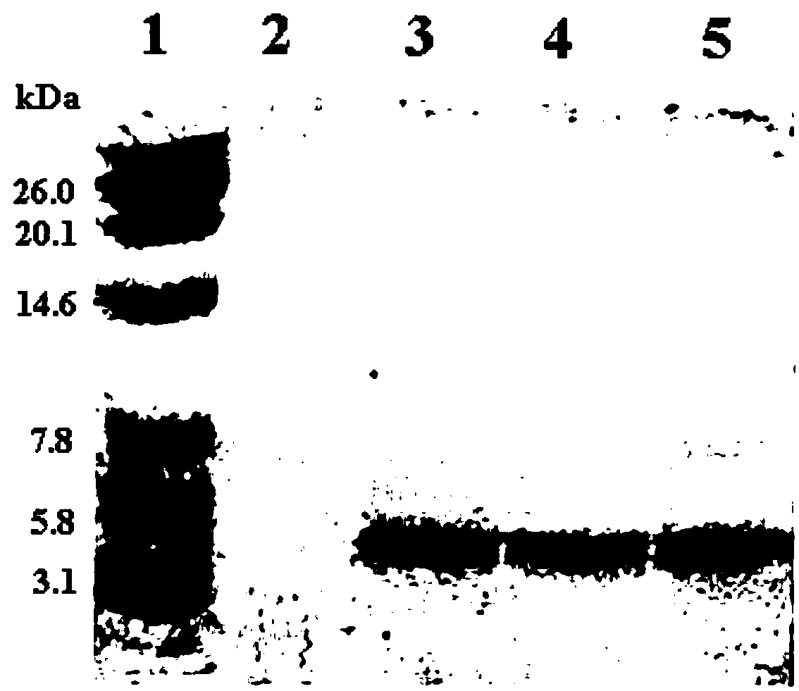 Labidura japonica de haan antimicrobial peptide DEI and application thereof in duck feed