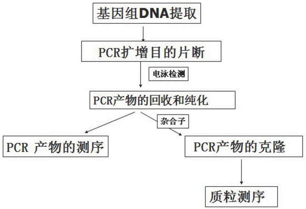 SNP (single nucleotide polymorphism) marker and method for identifying MC1R (melanocortin receptor 1) genes of pig breeds and colors of pig breeds as well as application