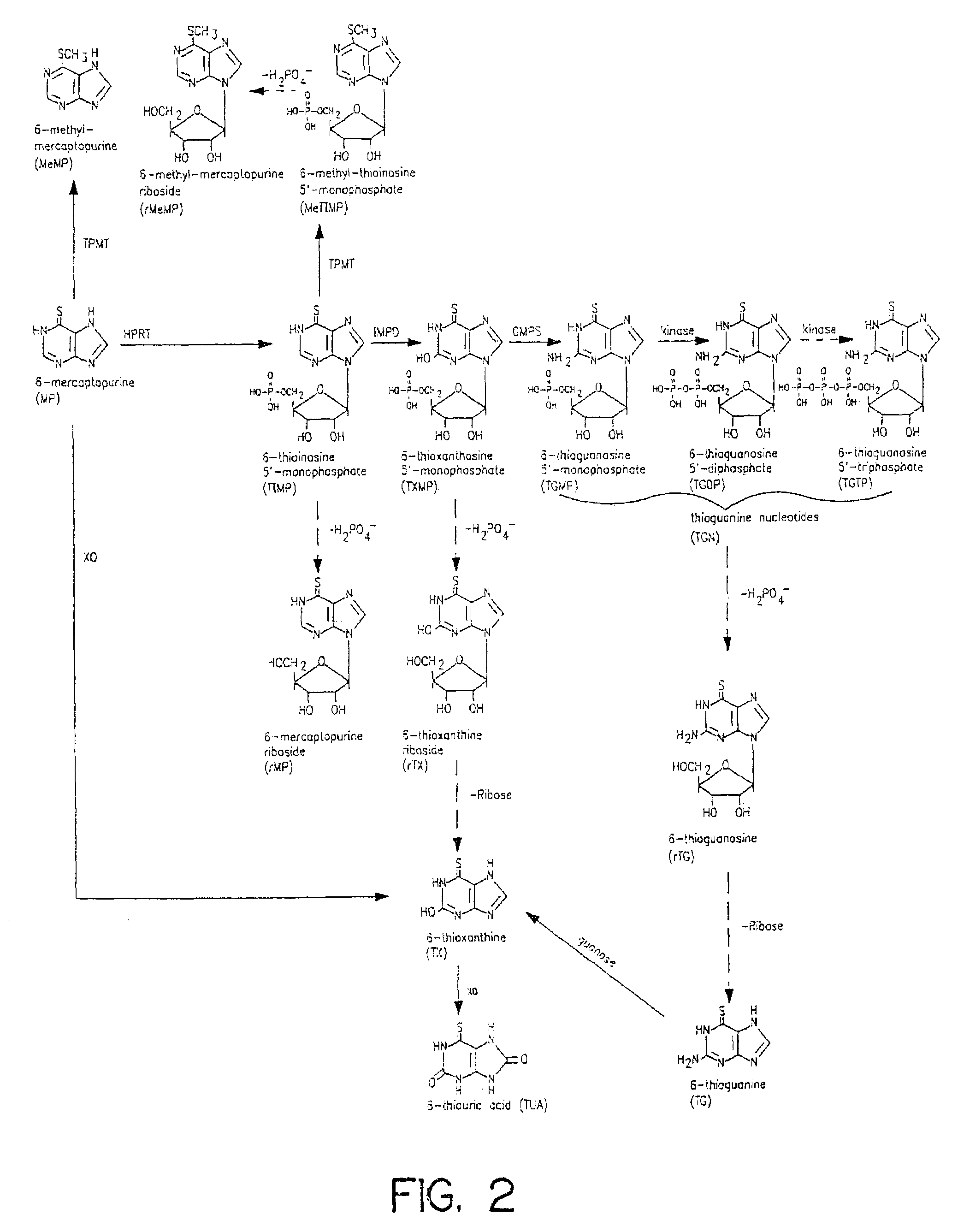 Method of determining thiopurine methyltransferase activity