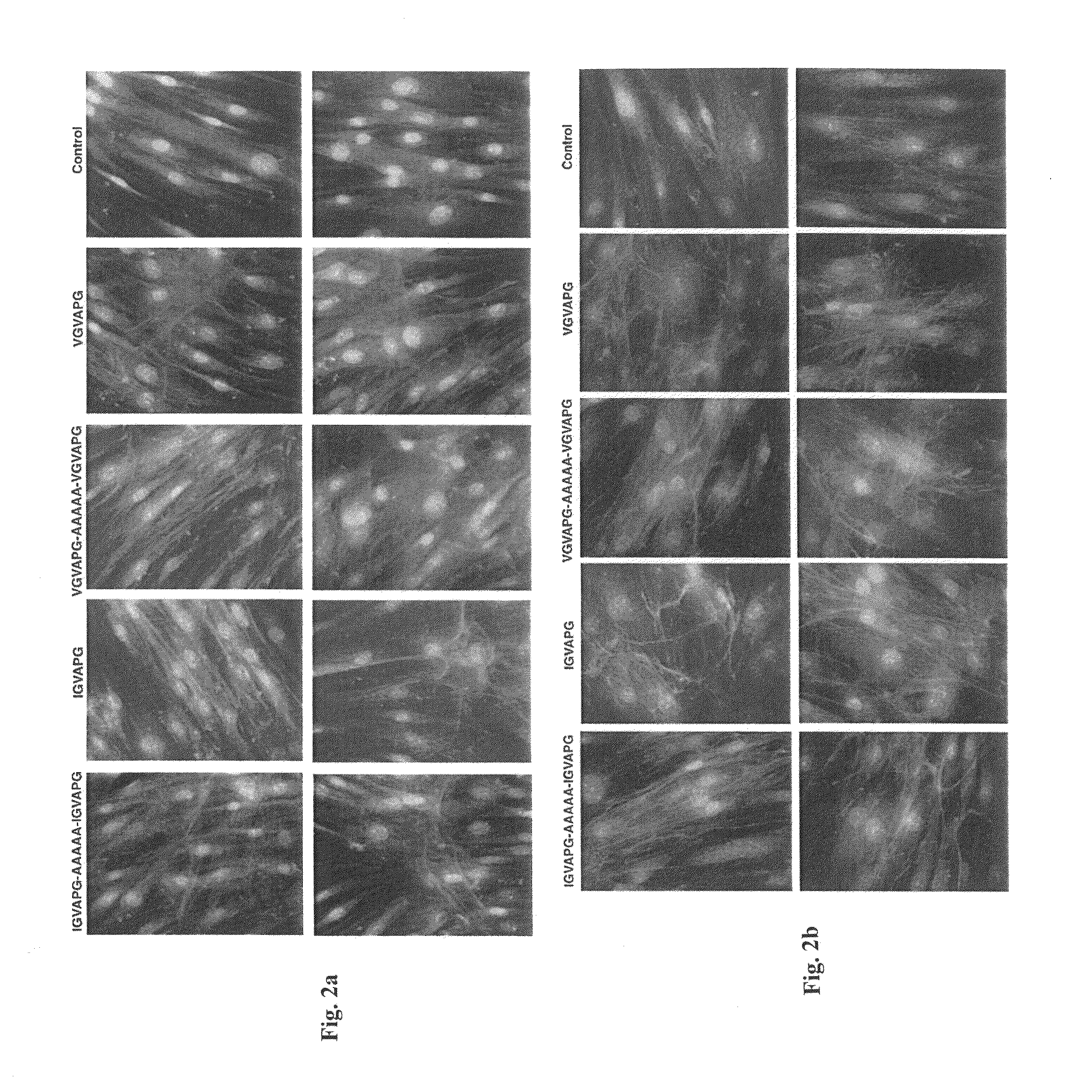 Plant-derived elastin binding protein ligands and methods of using the same