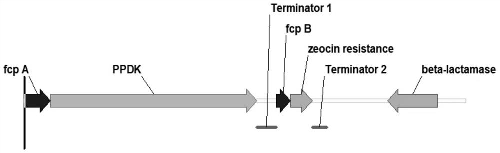 Method for producing fucoxanthin by using mutant strain for expressing exogenous pyruvate phosphate dikinase in phaeodactylum tricornutum