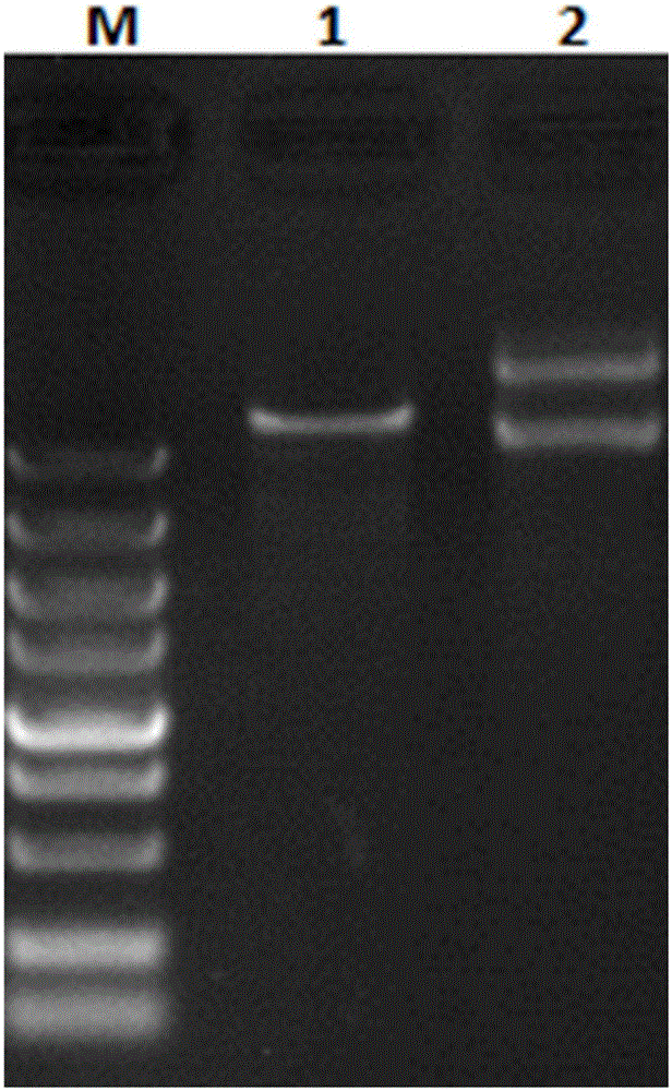 Platanus pollen allergen Pla a 3 and monoclonal antibody thereof