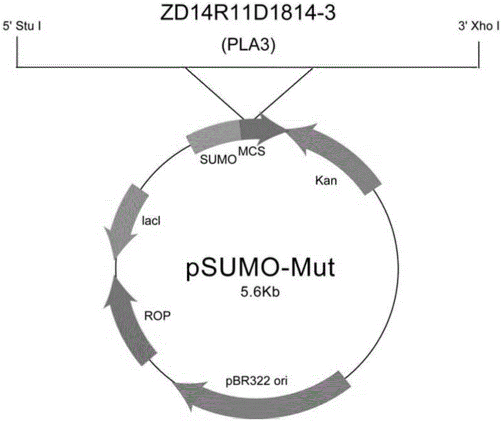 Platanus pollen allergen Pla a 3 and monoclonal antibody thereof